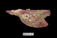 藏品(朱紅鶯蛤)的圖片